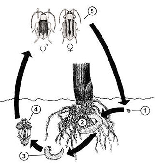 Cхема жизненного цикла западного кукурузного корневого жука диабротики Diabrotica virgifera