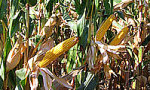 Наши гибриды кукурузы дают рекордные урожаи зерна